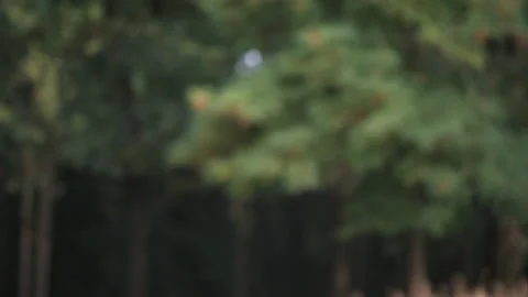 Backpack with dog. Concept of travel. Background of nature. Stock Footage 94658609