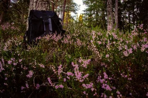 Backpack in Forest with Blooming Heather Stock Photos