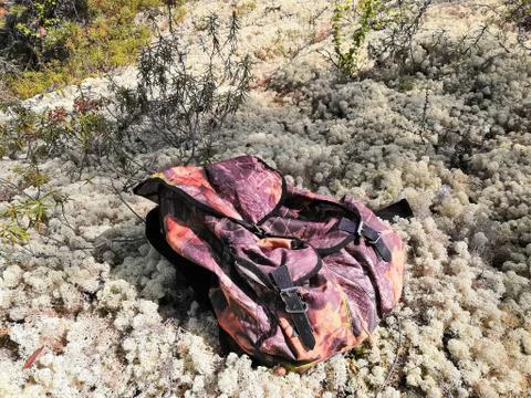 Backpack in the forest Stock Photos