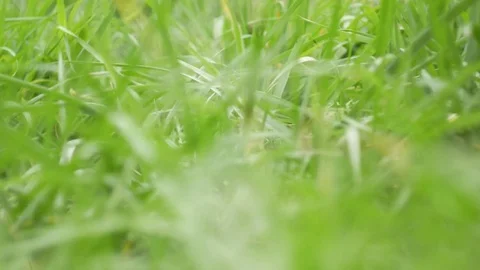 Backpack in Grass Stockbeeldmateriaal 85078512