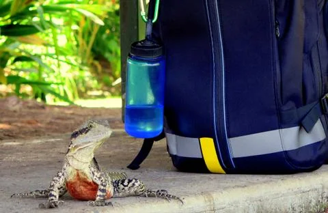 Backpack &amp; Lizard Stock Photos