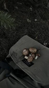 Backpack with mushrooms on it Stock Photos