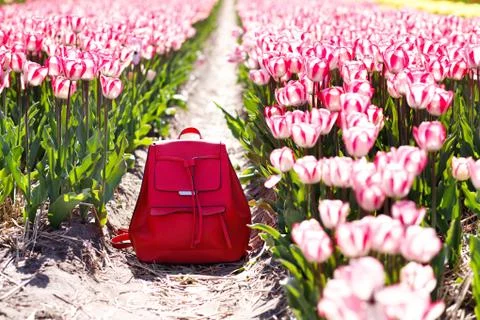 Backpack in the rows of tulips. Spring clothes. Stock Photos