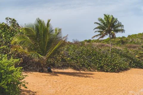 A backpack sits under a palm tree on a Red sand beach 写真素材