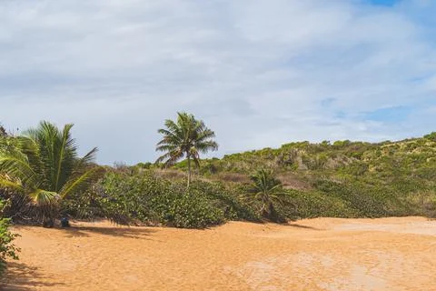 A backpack sits under a palm tree on a Red sand beach Stock Photos