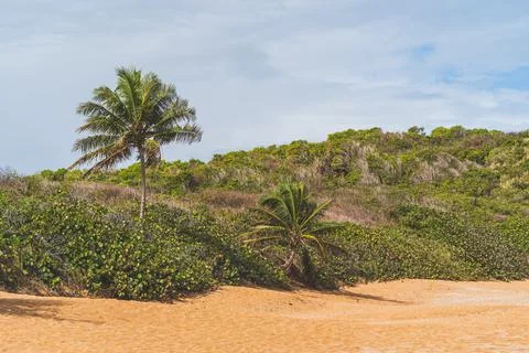 A backpack sits under a palm tree on a Red sand beach 스톡 사진