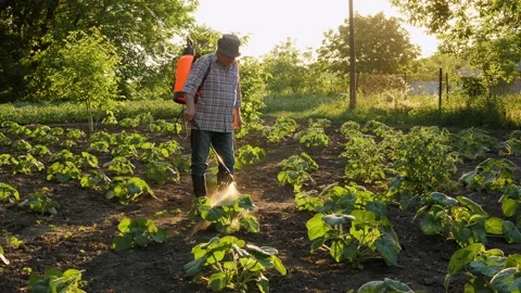 Backpack sprayer gardener working farmer spraying insecticide. Old farmer farm Stock Footage 236503879