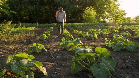Backpack sprayer gardener working farmer spraying insecticide. Old farmer farm Stock Footage 236507211
