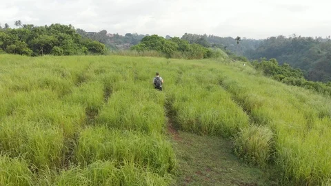 Backpack tourist walks through the field in Ubud. Aerial view. Stock Footage 103422799