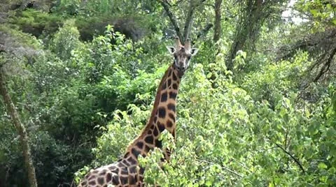 Backpacker approaches giraffe 動画素材 10607331