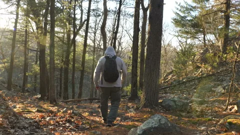 Backpacker on Forest Path Stock-Footage 237210627