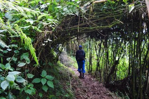 A backpacker in the forest Stock Photos