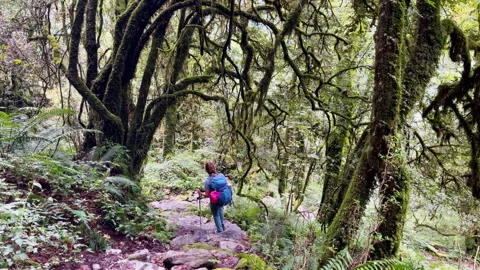Backpacker going through jungle rainforest with curved tree branches with backpa Stock-Footage 276448303