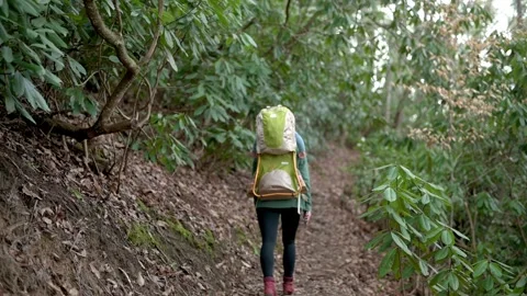 A backpacker hikes through a dense rhododendron forest on a narrow trail Stock Footage 278516398