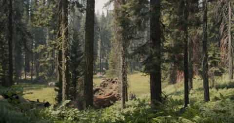 Backpacker hiking alone though Sequoia National Park on a beautiful summer day Video stock 137986842