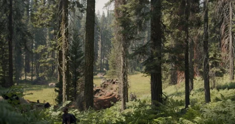 Backpacker hiking alone though Sequoia National Park on a beautiful summer day Stock Footage 137990566