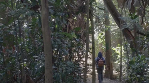 A backpacker is hiking on a forest trail. Vidéo 341800873