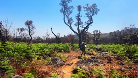 Backpacker Hiking Past Burnt Trees on Mount Mulanje Stock Footage 346501677