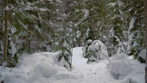 Backpacker hiking in winter forest Stock Footage 101818723