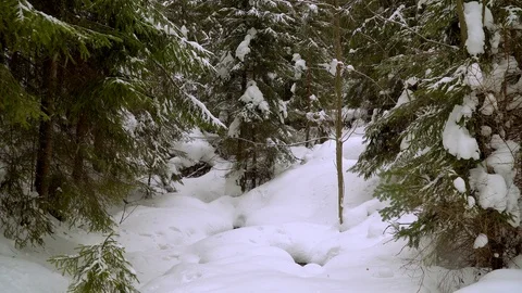 Backpacker hiking in winter forest Stock Footage 101821363