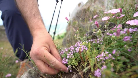 Backpacker Picking a Flower from the Ground Video stock 311671775
