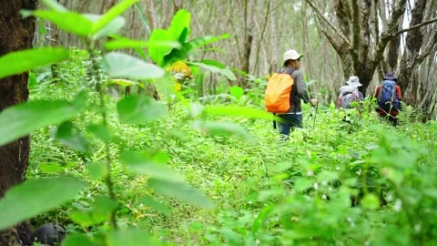 Backpacker traveling in forest wild. 库存影片 246995270