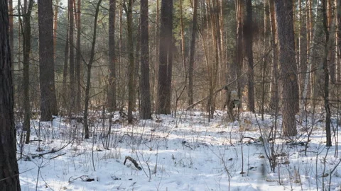 Backpacker trekking through snowy pine forest during winter expedition Stock Footage 335123288