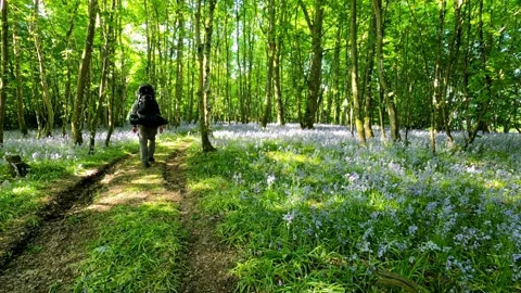 Backpacker walkinf though bluebells woodland. Stock Footage