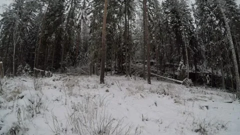 Backpacker walking along forest edge from left to right and back Stock Footage 145944989