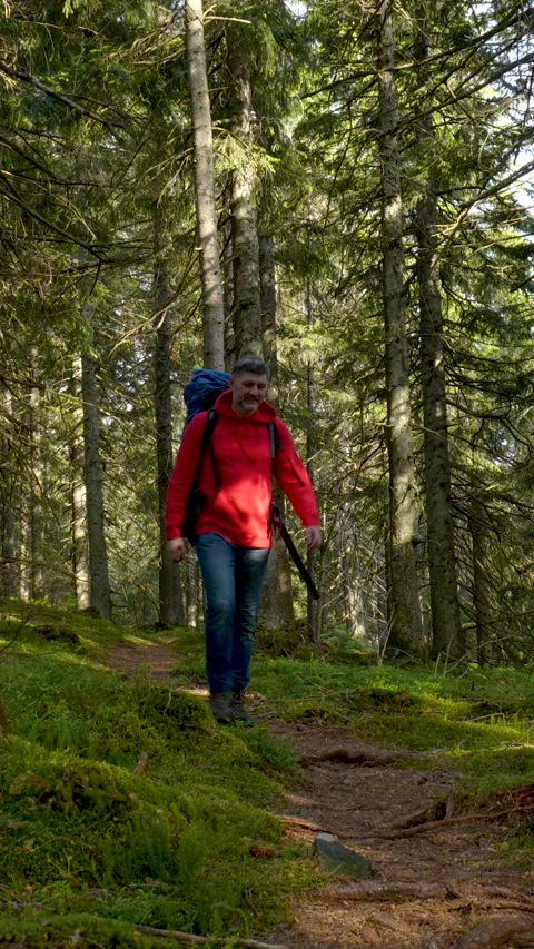 Backpacker walking along forest trail in mountain wilderness Stock Footage 335129649