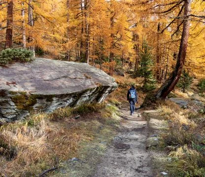 Backpacker walking on dirt road through colorful larch tree woodland of the Stock-Fotos