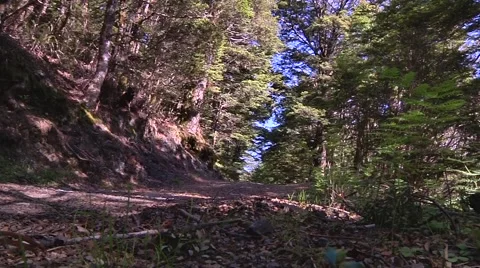 Backpacker walking in a forest Stock Footage 56663675