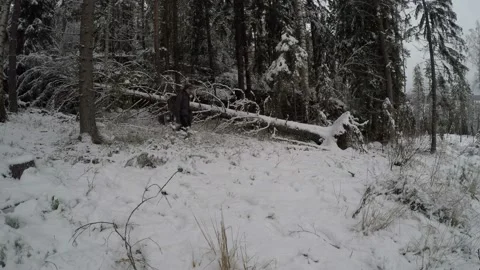 Backpacker walking left to right and back in front of a fallen tree Stock Footage 145946649