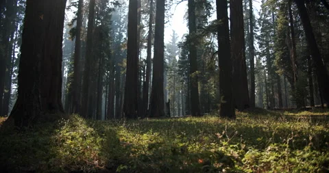 Backpacker walking though beautiful forest at sunset.  Stock-Footage 137993806