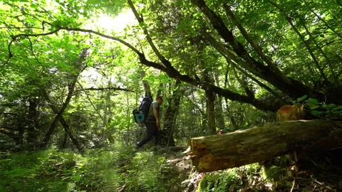 Backpacker Walking Through Dense Forest. Slow Motion Stock Footage 312759430
