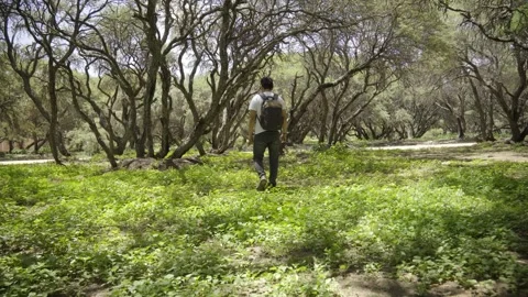 Backpacker walking through a forest exploring and enjoying nature and fresh air  Stock-Footage 273586555