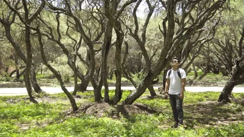Backpacker walking through a forest exploring and enjoying nature and fresh air Stock Footage 273586784