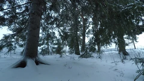 Backpacker walking towards a camera, through peaceful forest Stock Footage 146729305