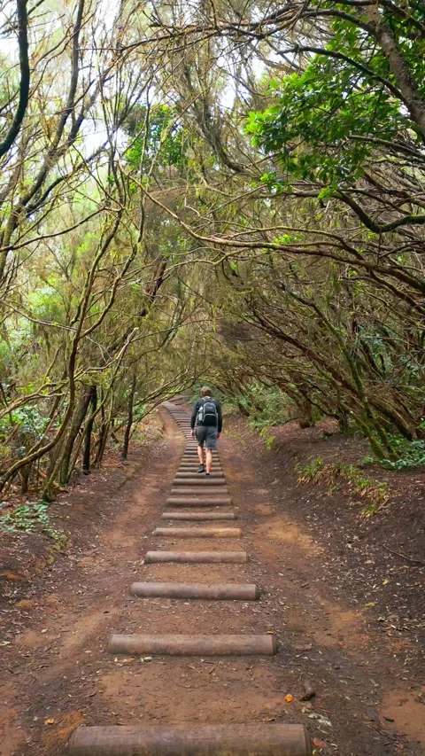 Backpacker walking up wooden steps in lush forest Stock Footage 294290465