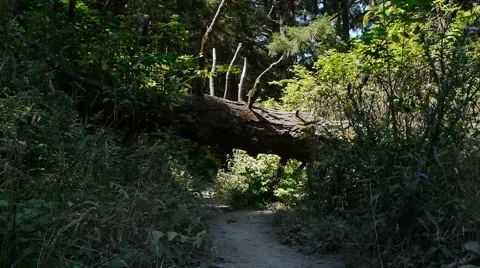 Backpacker on Woodland Trail Stock-Footage 44265103