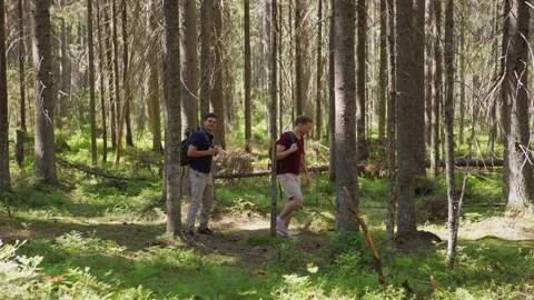 Backpackers exploring trees in forest Stock Footage 134294014