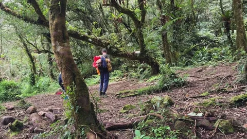 Backpackers hike dense forest trail carrying heavy packs Stock Footage 346947923