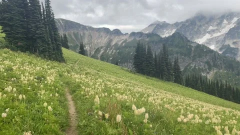 Backpacking Glacier Peak Wilderness flowers Liberty Cap Trail Stock Footage 221581739