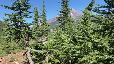 Backpacking Mount Jefferson Wilderness: mountain visible over the trees Stock Footage 329457534
