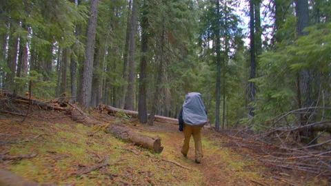 Backpacking through a giant stand of sugar pine trees in the Oregon Cascades Stock Footage 169263370
