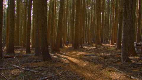 Backpacking through a giant stand of sugar pine trees in the Oregon Cascades 動画素材 169607247