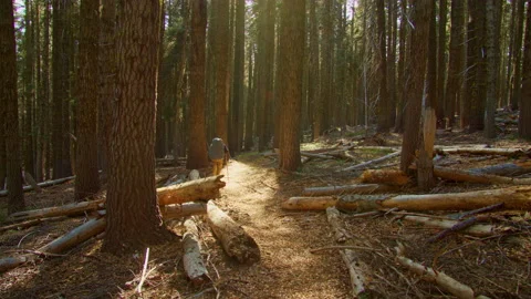 Backpacking through a stand of giant sugar pine trees in the Oregon Cascades Stock Footage 169259713