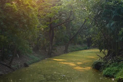 Backround of green trees and streams in the park Stock Photos