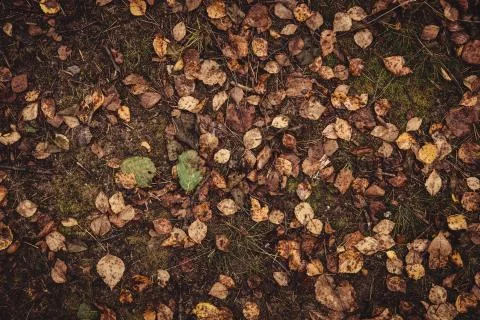 Backround image of fallen autumn leaves 스톡 사진