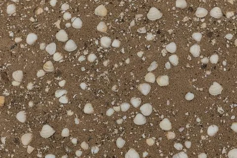 Backround of small shells spread on sand Stock Photos